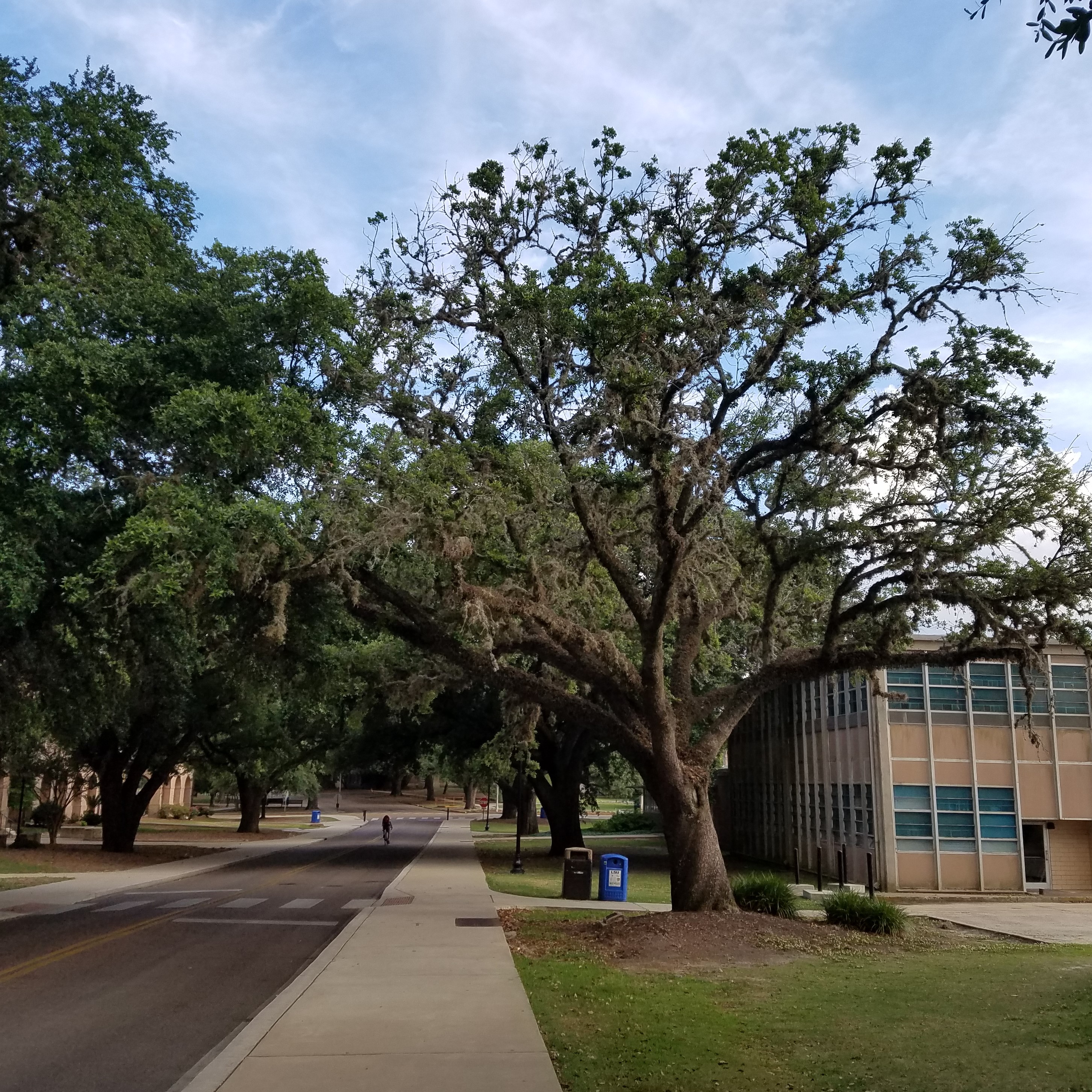 Rooting out Construction-Related Tree Damage