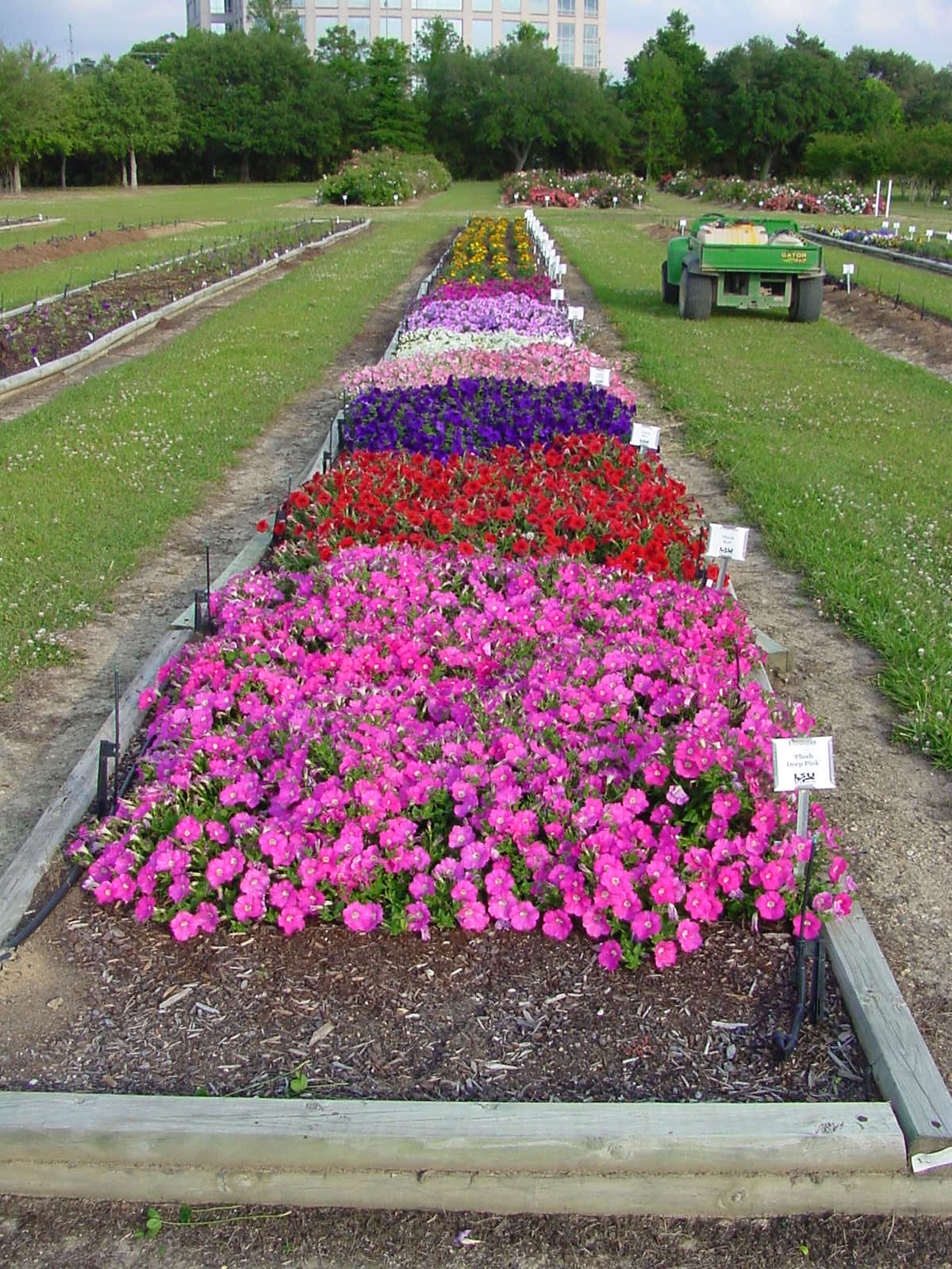Petunias are Popular Bedding Plant