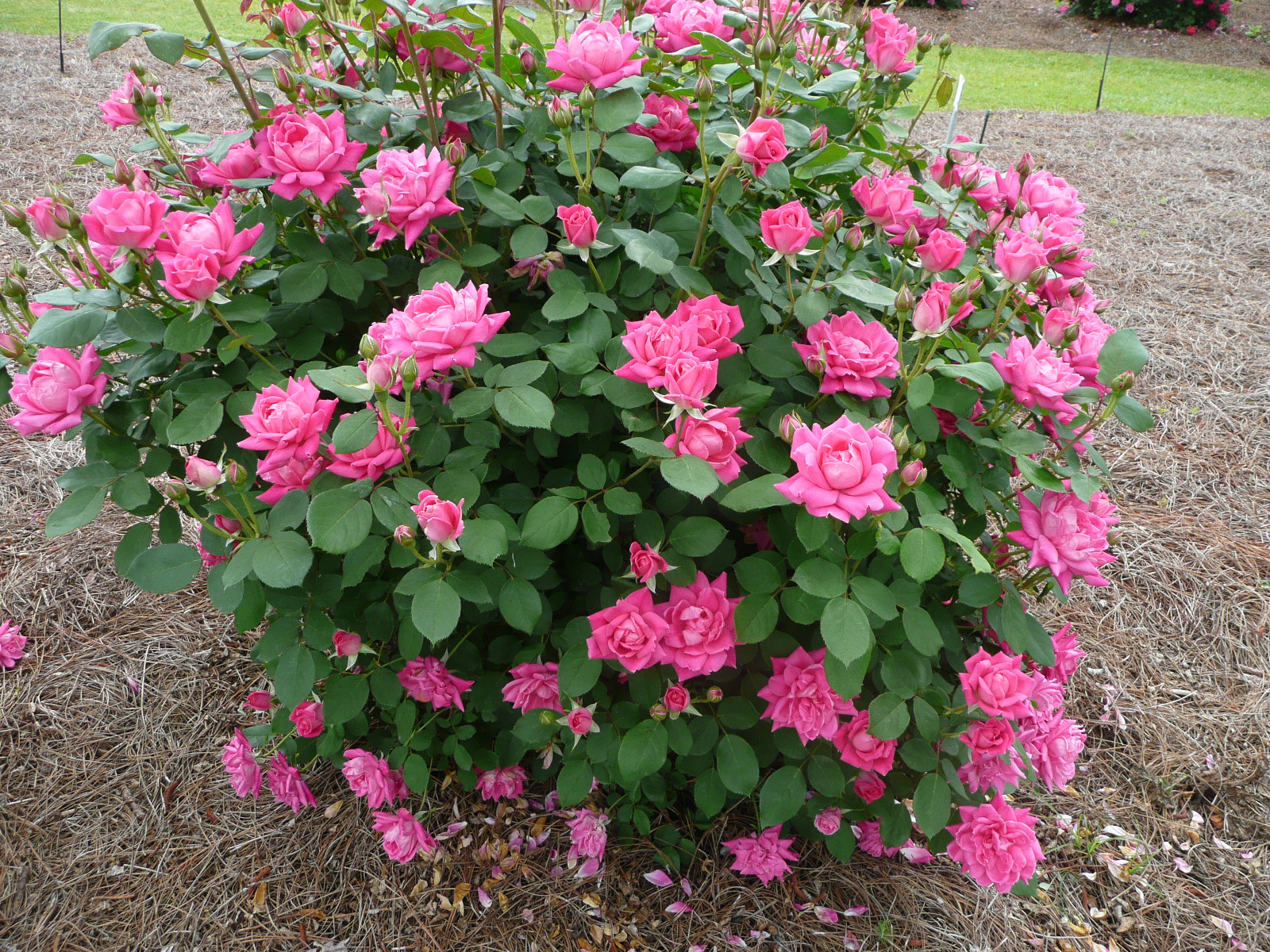 Double forms add diversity to Knock Out roses