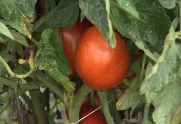 Researchers looking at heirloom tomato varieties 