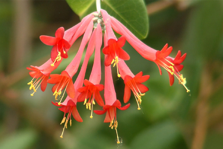 Showy coral honeysuckle attracts hummingbirds