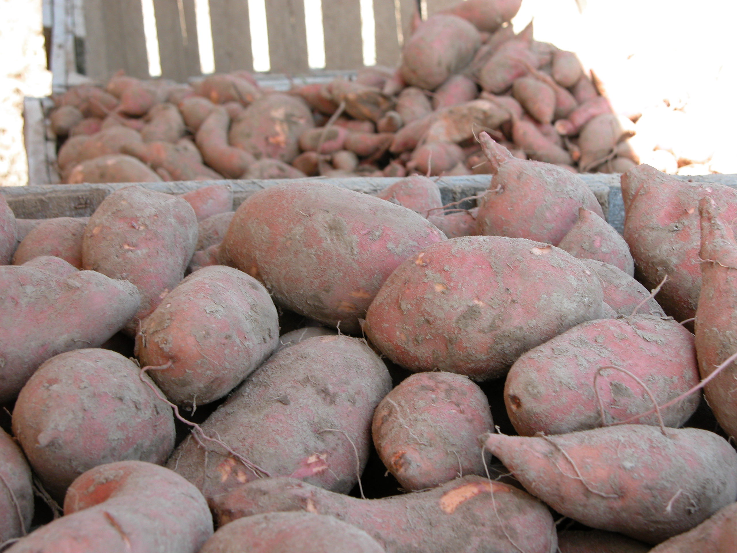 Sweet potato planting delayed by rain