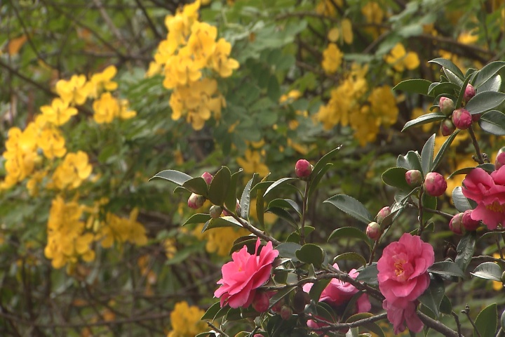 Add late-season color to your landscape