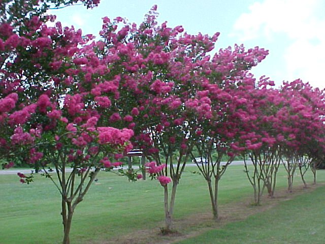Crape Myrtles Add Beauty to Any Landscape