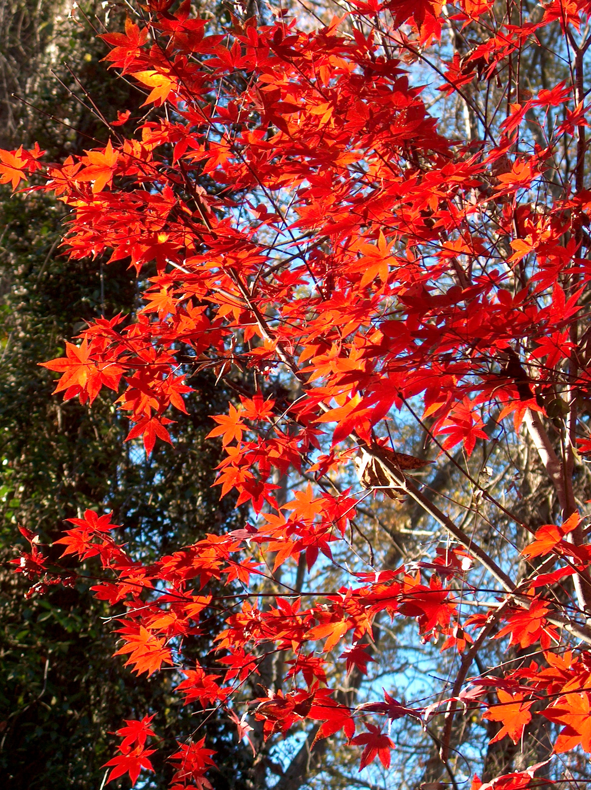 Fall provides color in the landscape