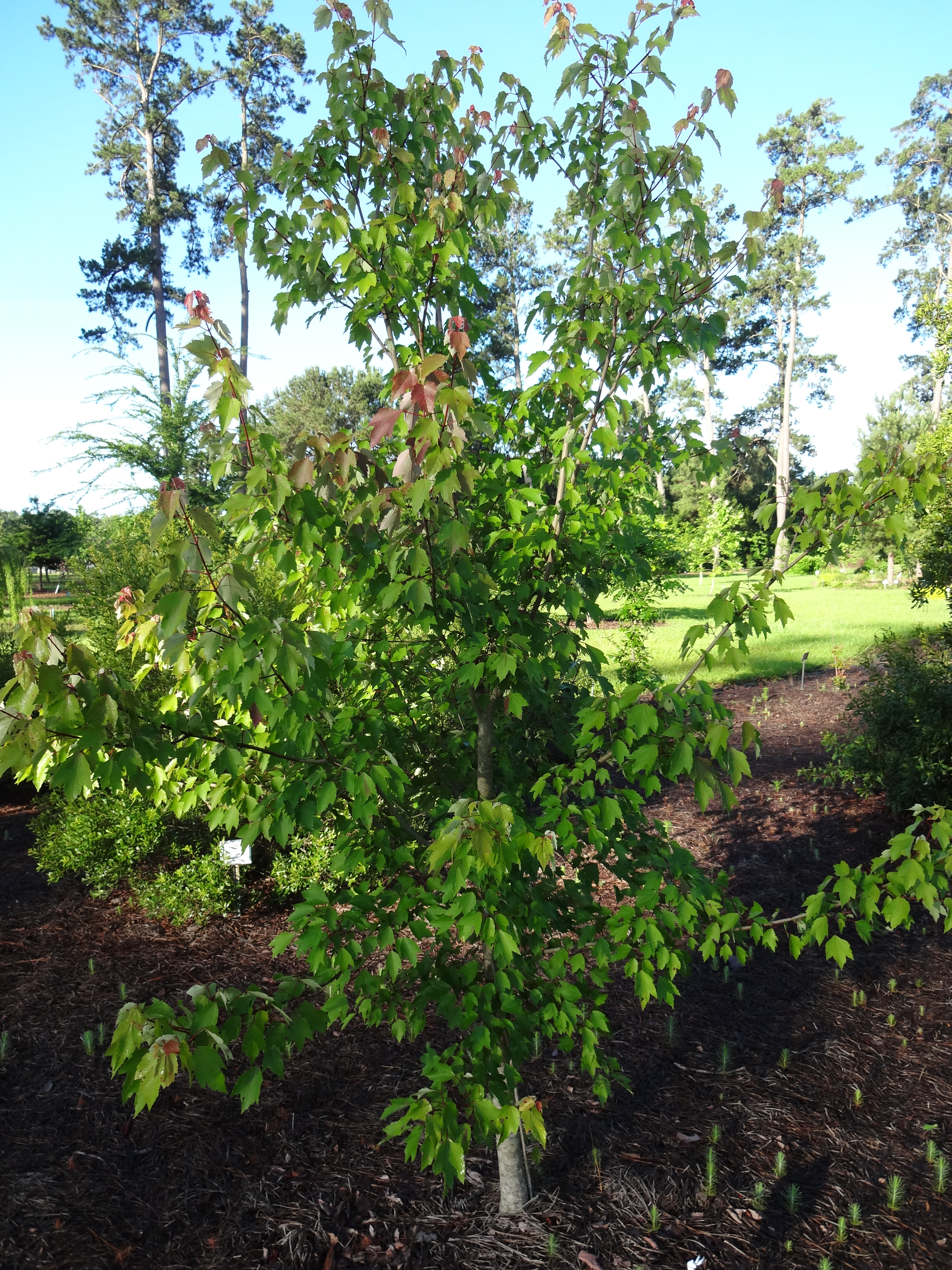 New trees, shrubs evaluated at Hammond Research Station