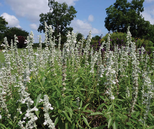 Photo of tall salvia plant with white flowers.