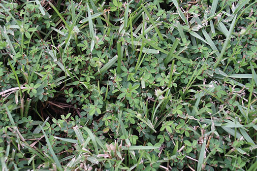 A photo of common lespedeza with tiny green leaves and small purple flowers.