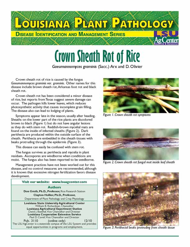 Crown Sheath Rot
