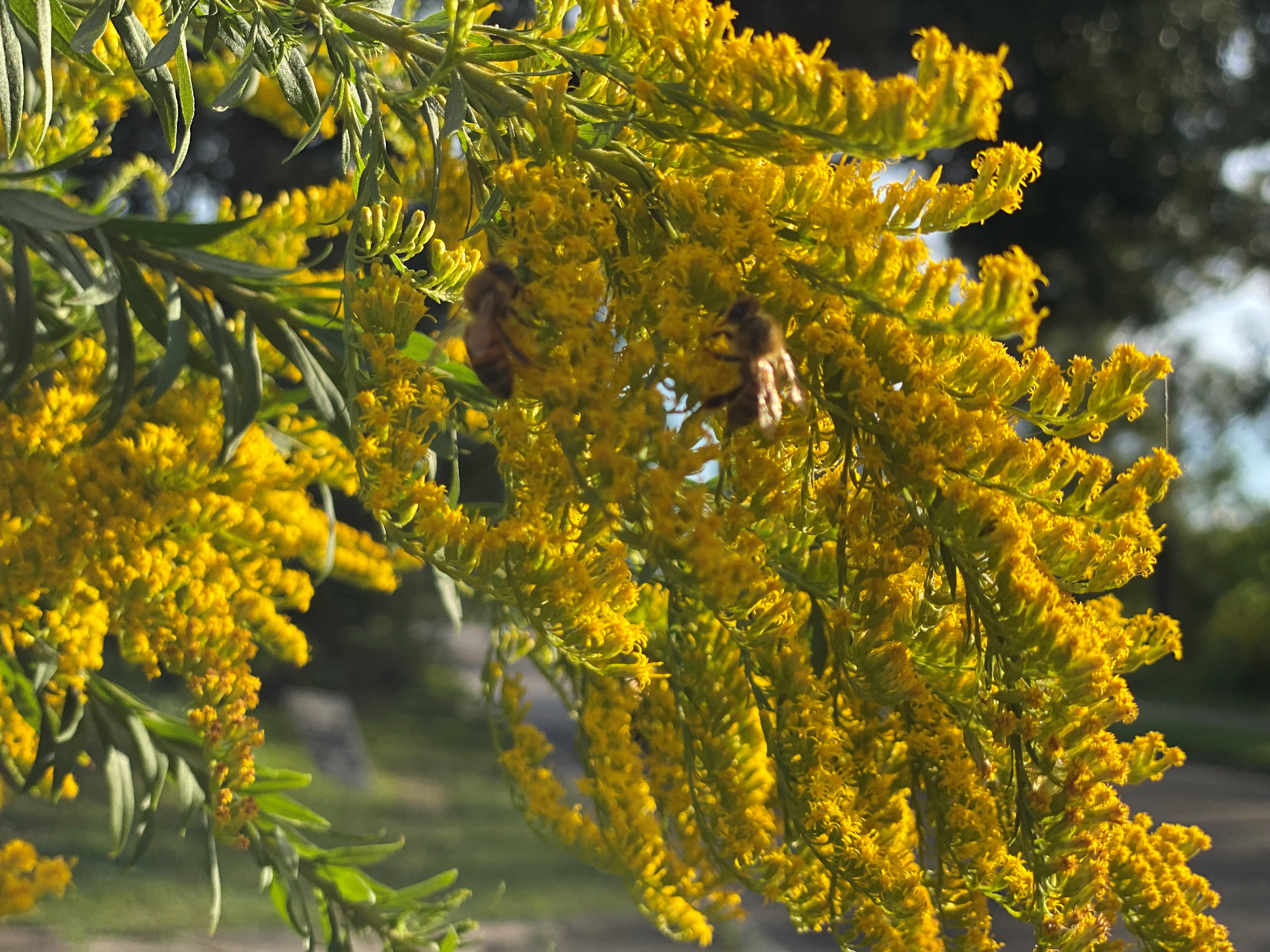 Don’t blame the goldenrod — it’s the ragweed!