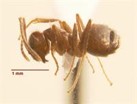 Crazy ant population explodes in Baton Rouge