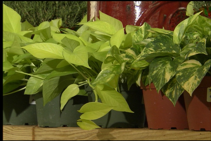 Pothos is tough tropical indoor plant