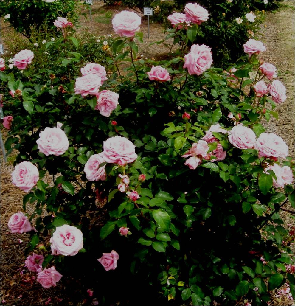 Belinda's Dream rose