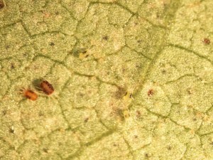 Spider Mites Increasing in Cotton 