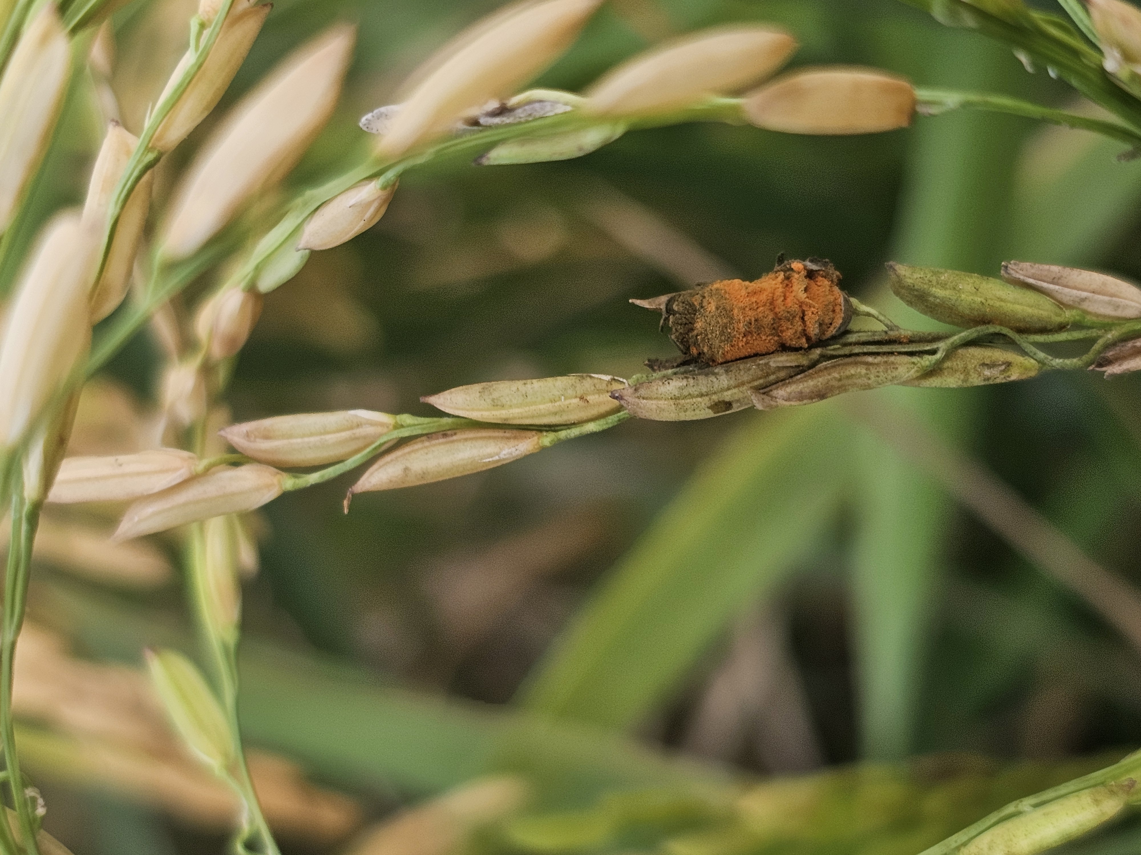 AgCenter researchers join international colleagues to study disease posing growing threat to rice
