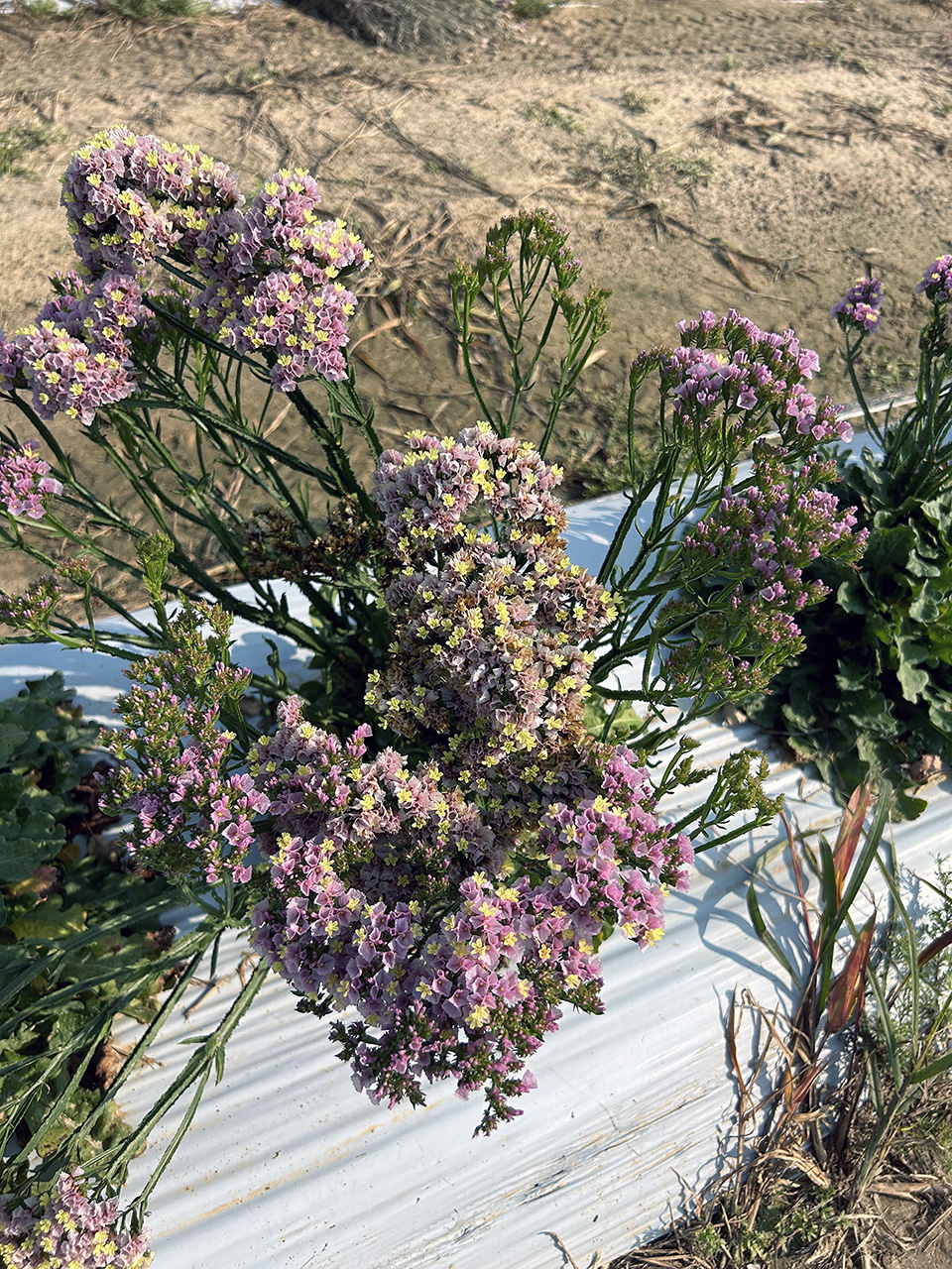 A cluster of violet and yellow 