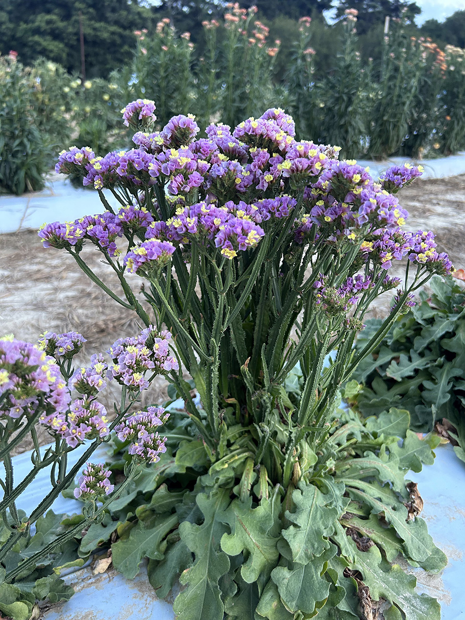A cluster of violet and yellow 