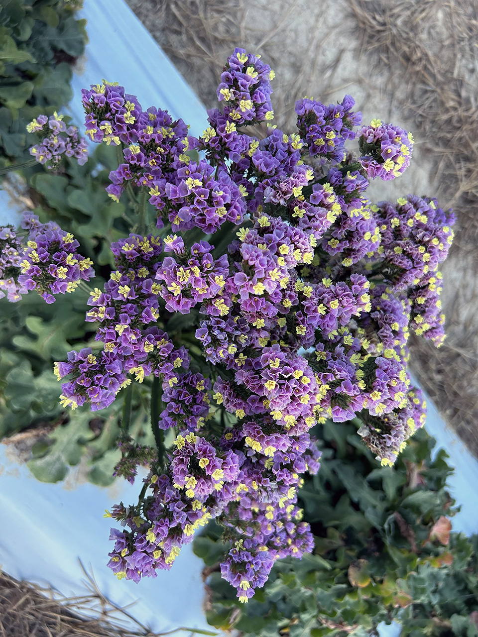 View of the tops of a cluster of violet and yellow 