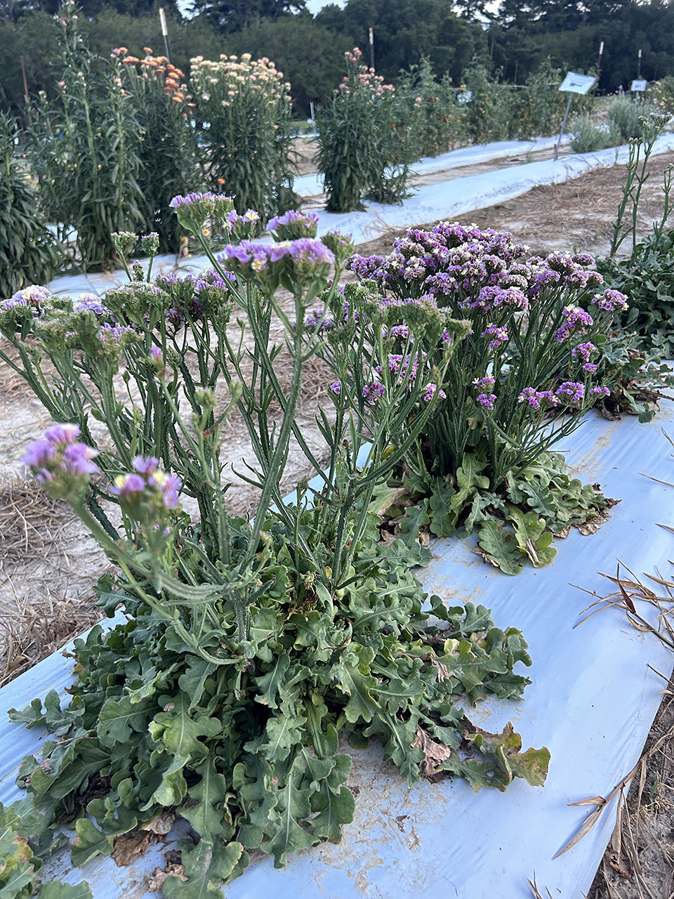 View of the tops of a cluster of violet and yellow 