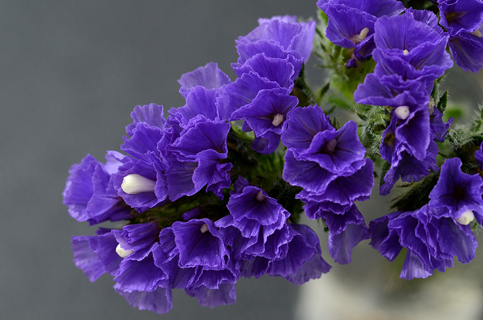 Closeup of purple statice flowers against an ambient background.
