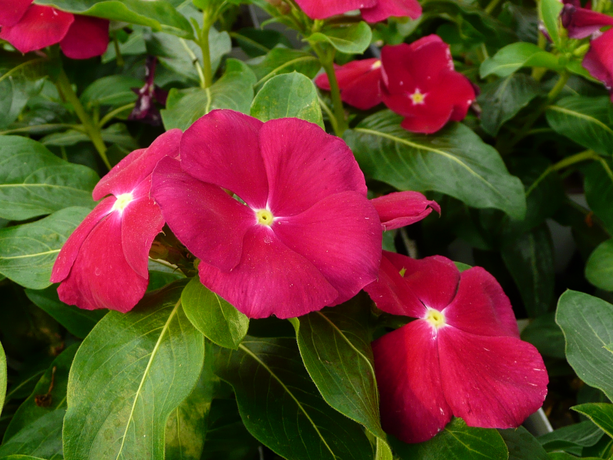 Vinca, periwinkle has roller-coaster history