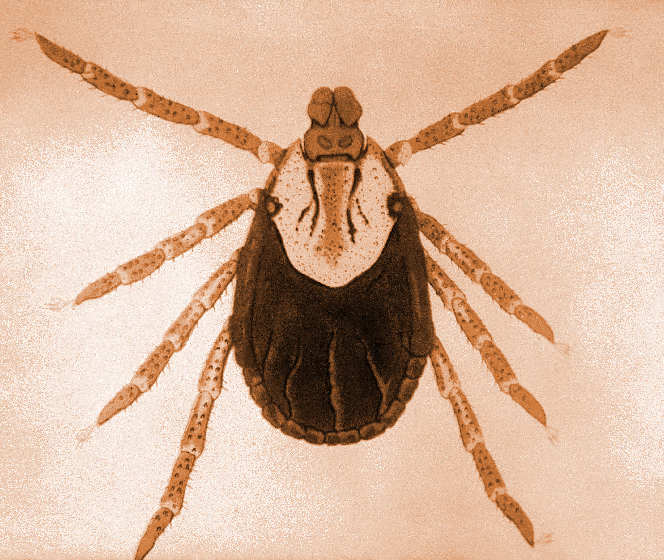 A close-up photo of a tick.