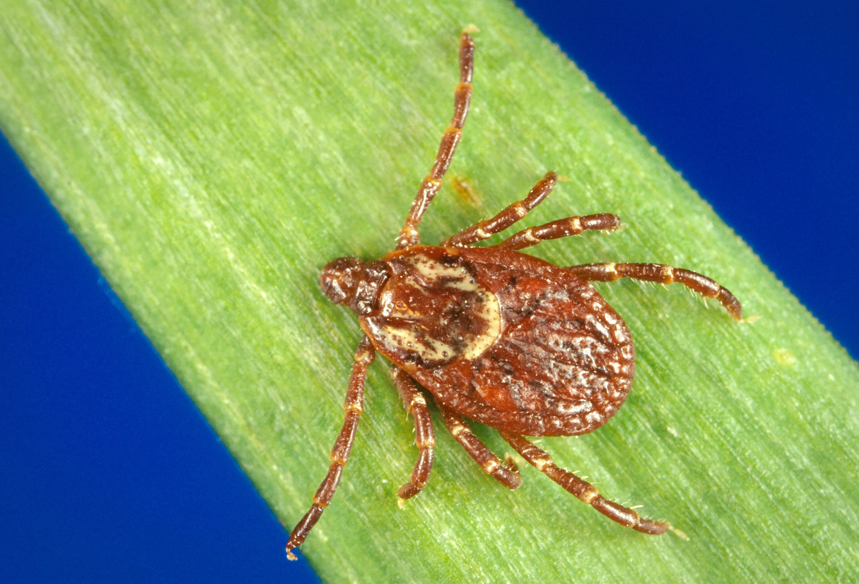 A photo of a tick on a leaf.