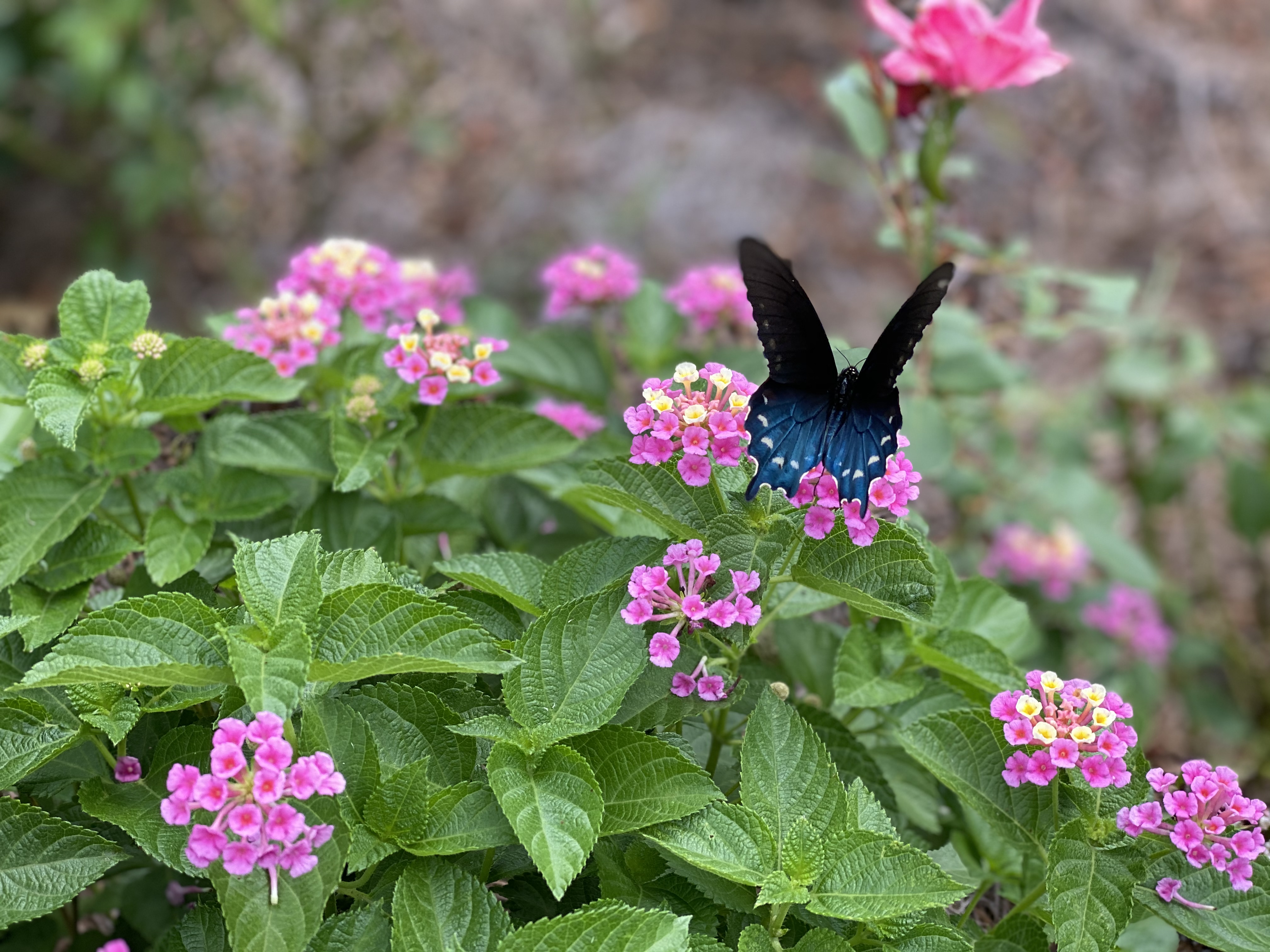 Black and blue butterfly on plant with pink flowers.