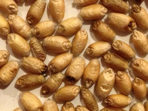 Winter wheat update: How recent rains will influence the wheat crop