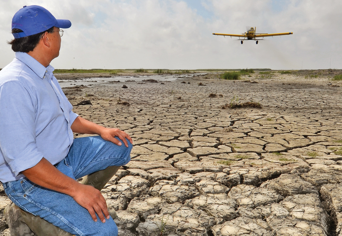 Aerial planting of smooth cordgrass using a fixed-wing airplane and airboat