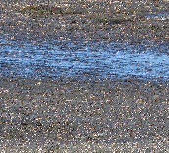Bayou DuPont