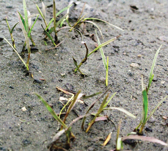 Seedling growth in the Bayou DuPont