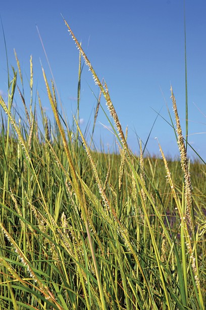 Smooth Cordgrass
