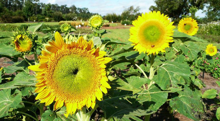 You can plant sunflowers now