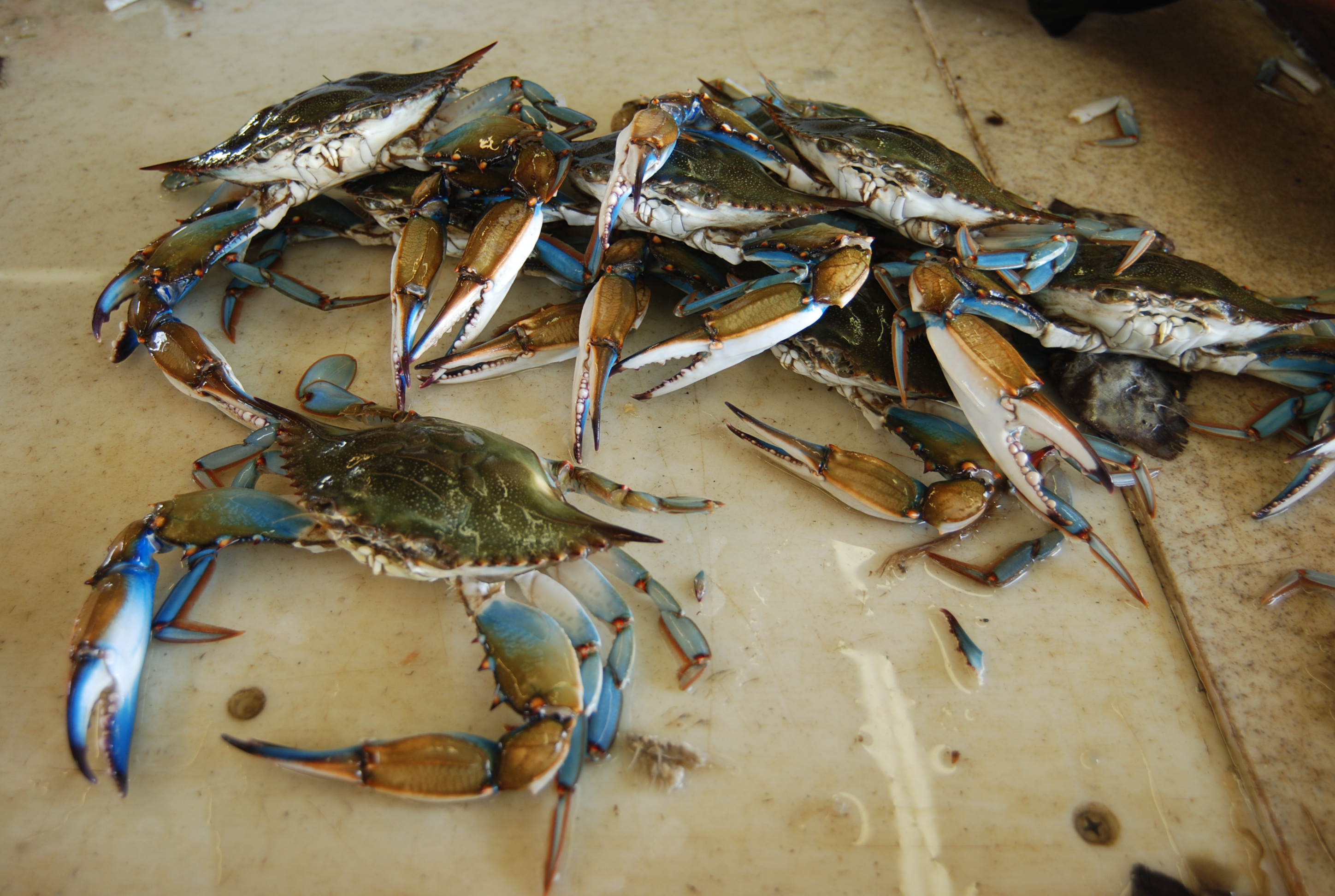 Shrimpers, crabbers learn new regulations