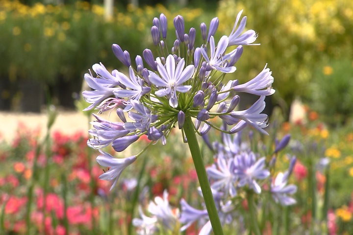 Graceful agapanthus come in different sizes