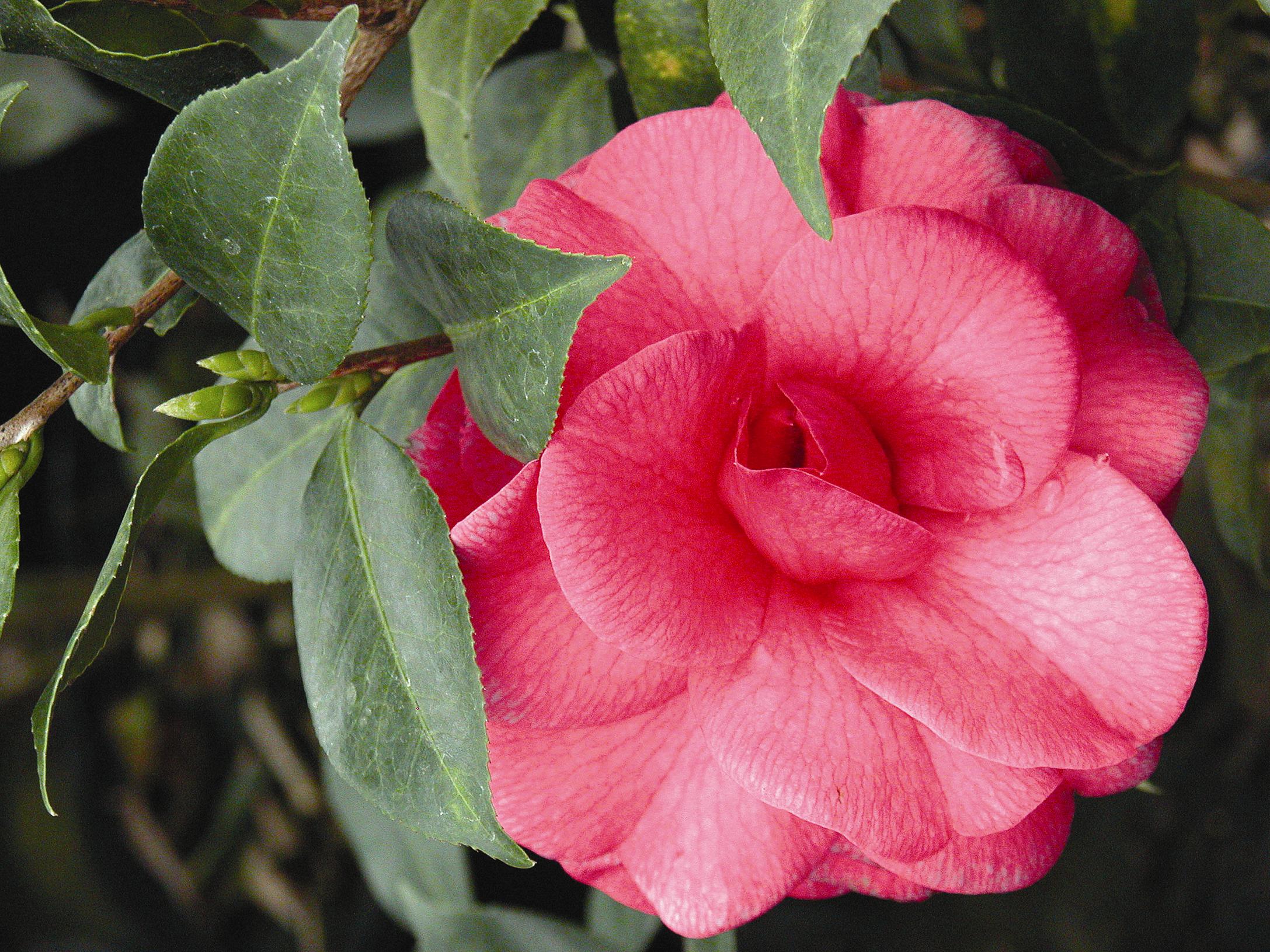Technology, Mass Merchandisers Bring Dynamic Change to Nursery Industry