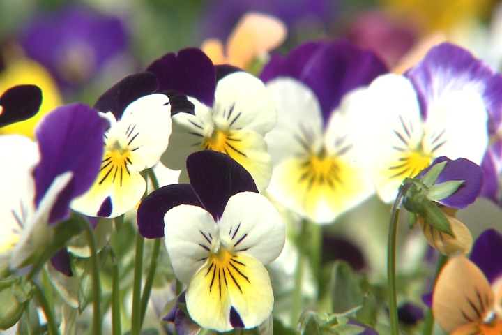 Sorbet violas, beautiful new Super Plant