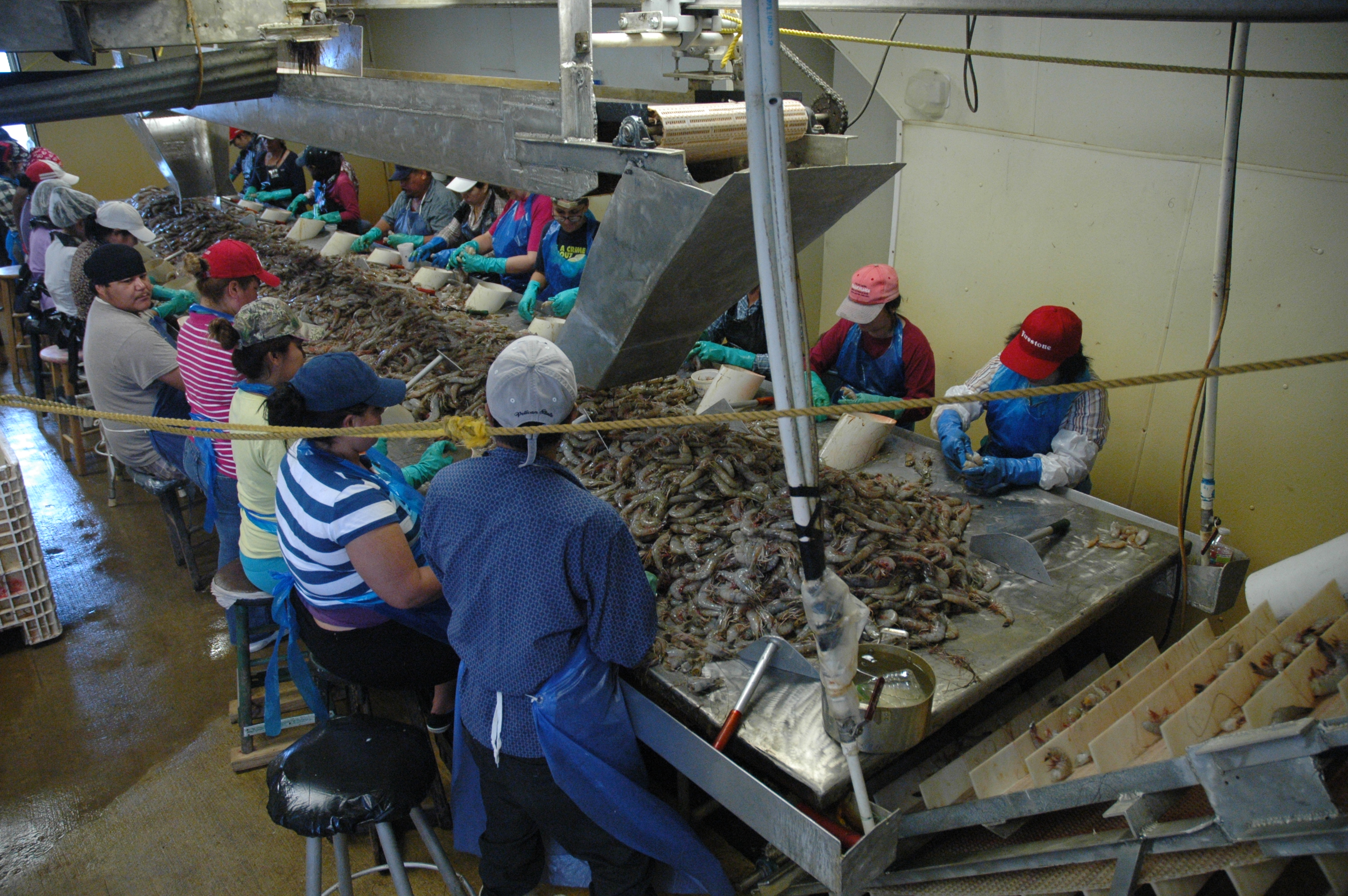 Visa changes cause labor shortage for Louisiana seafood industry