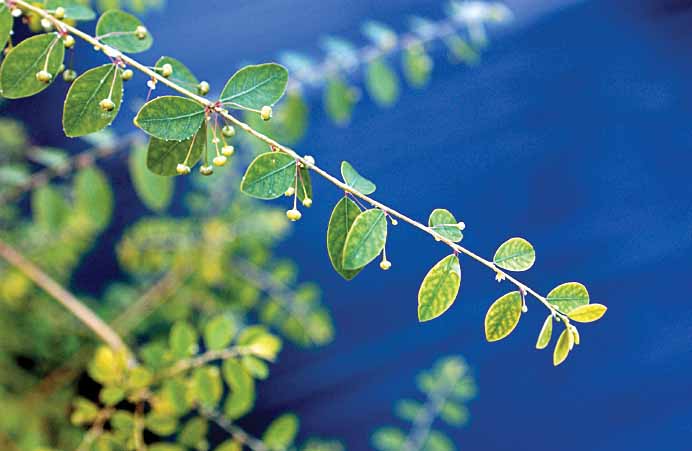 Weeds in Container Nursery Crops (Continued 2)