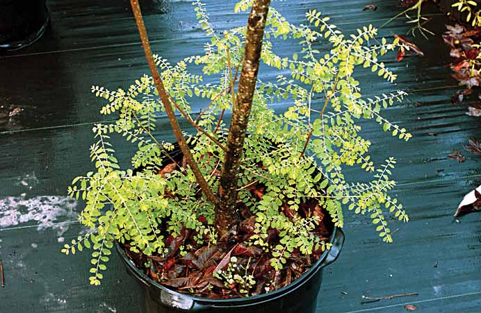 Long-stalk Phyllanthus Claesgens.jpg