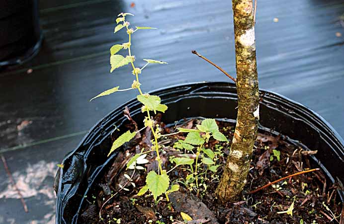 Mulberry Weed Claesgens.jpg