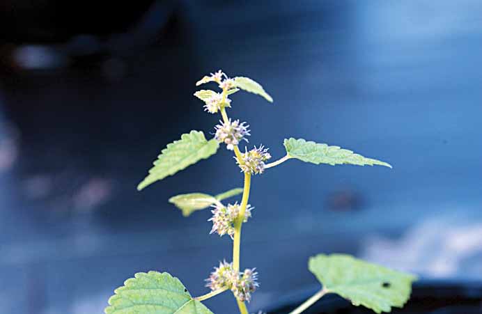 Mulberry Weed Flower Claesgens.jpg
