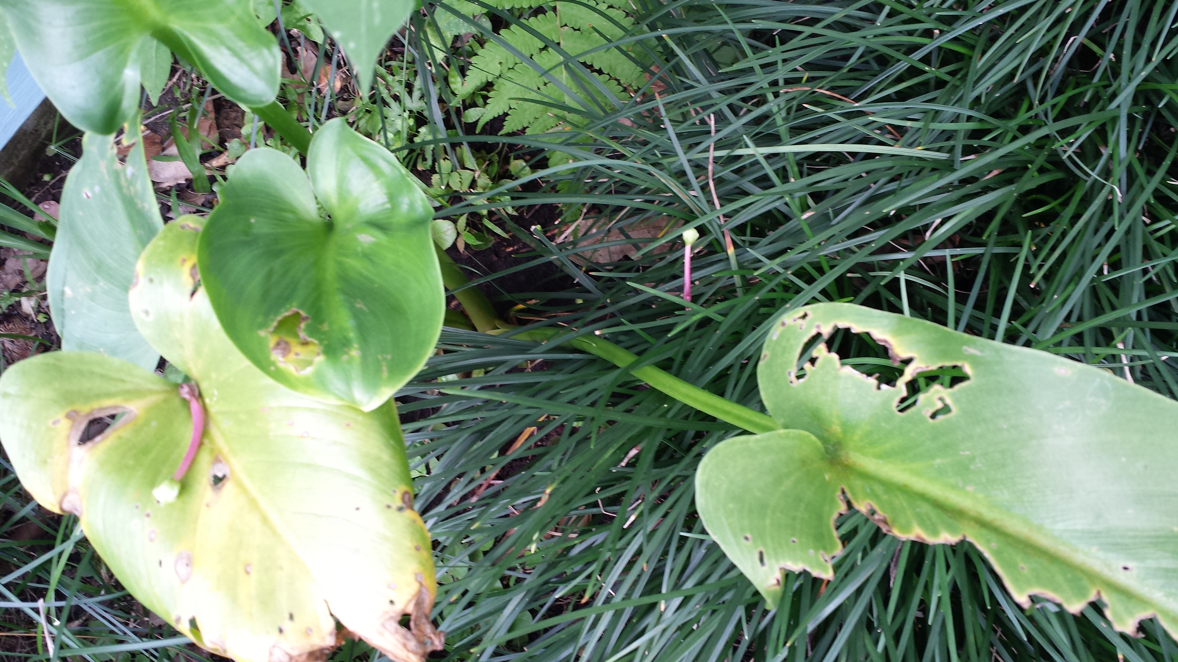 Calla Lilies