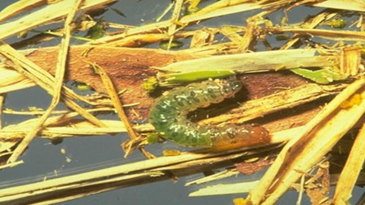 Sod Webworms Create Large Brown Spots In Lawn