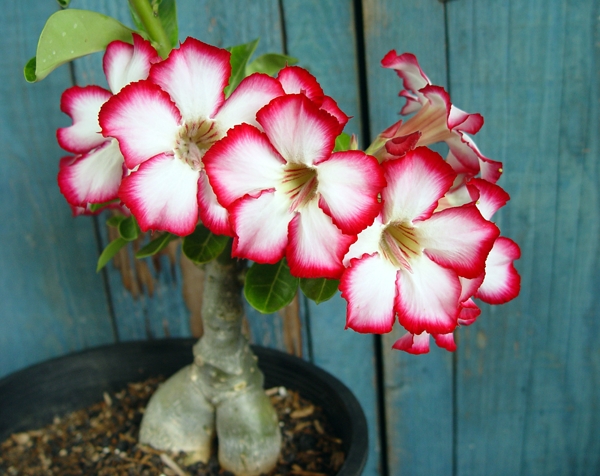 Southwest Louisiana Master Gardener Class Begins June 19th