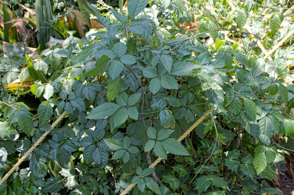 Bushkiller