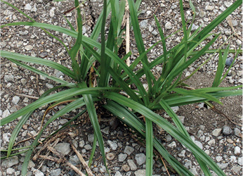 Purple nutsedge