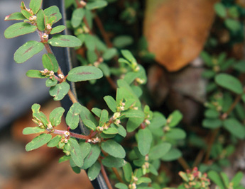 Spurge