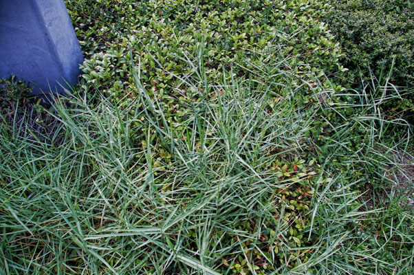 Torpedograss